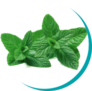 Oli_essenziali_menta